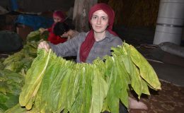 TÜTÜNDE İTHALAT YASAĞI