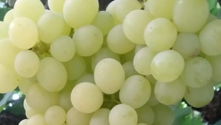 Çekirdeksiz üzüm fiyatı açıklandı