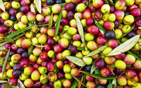 TÜRKİYE SOFRALIK ZEYTİNDE DÜNYA BİRİNCİSİ