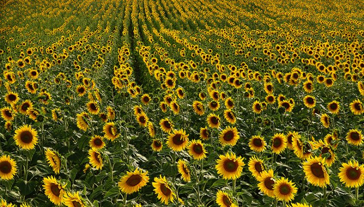 AYÇİÇEKTE SIFIR VERGİ