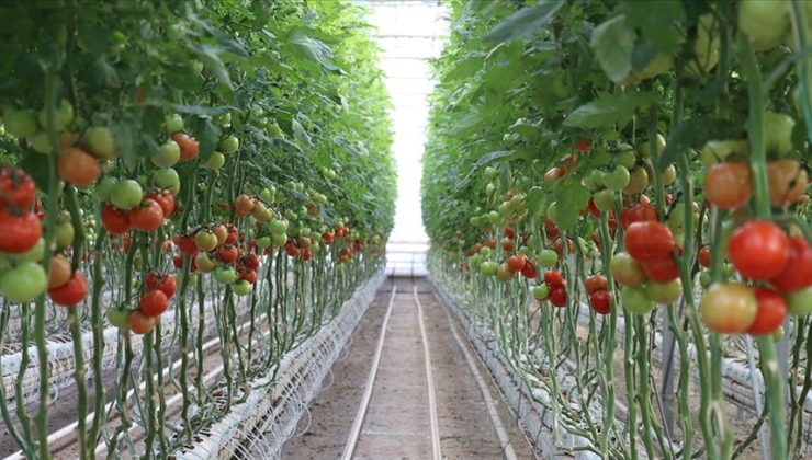 Domates ihracatı yüzde 14 azaldı