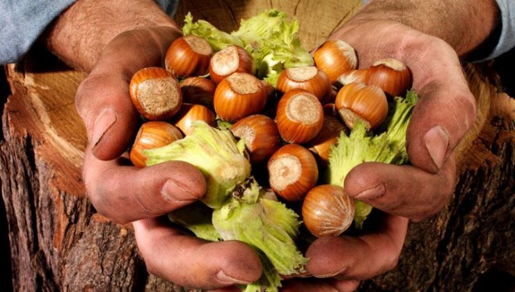 Fındıkta hasat için geri sayım başladı
