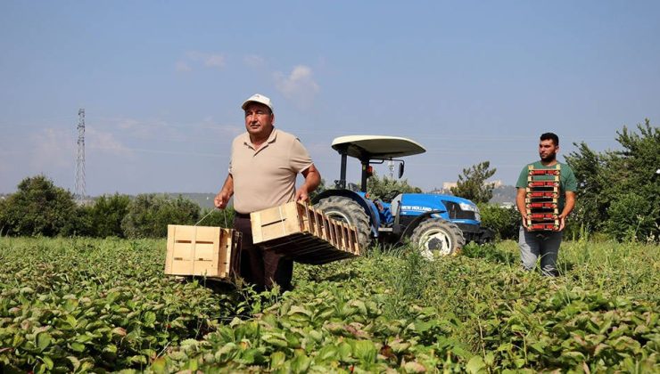 TARIMSAL GİRDİ FİYATLARI YÜZDE 33,88 ARTTI