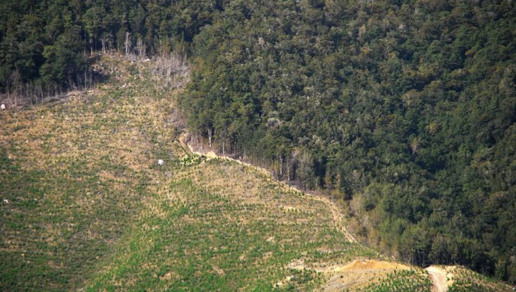 ORMAN KADASTROSU VE 2B’YE DÜZENLEME