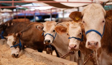 KURBANLIKTA TALEP ZAYIFLAYABİLİR