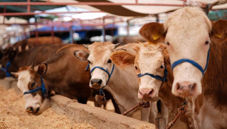 KURBANLIKTA TALEP ZAYIFLAYABİLİR