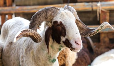 VEKALETLE KURBAN KESİM BEDELLERİ BELLİ OLDU