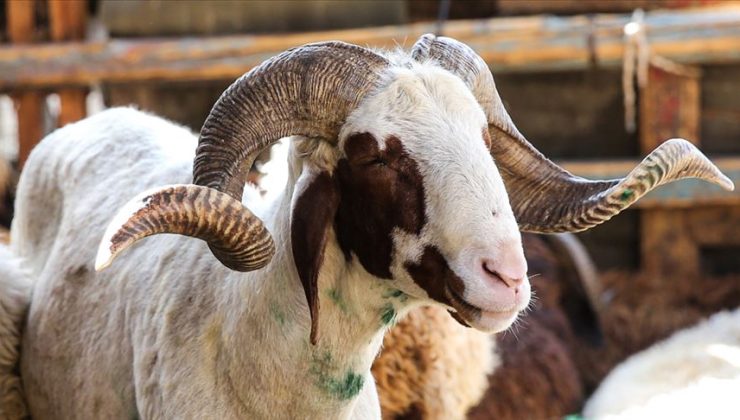 VEKALETLE KURBAN KESİM BEDELLERİ BELLİ OLDU