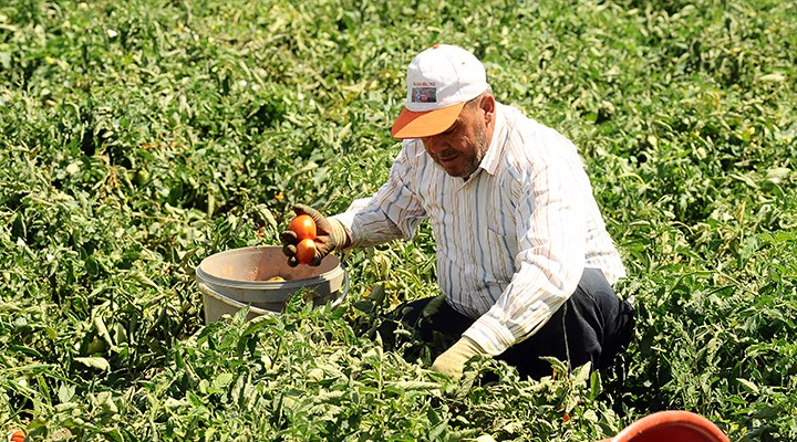 Tarım enflasyonu yüzde 42,53