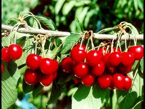 Kiraz ve vişne ihracatı yüz güldürdü